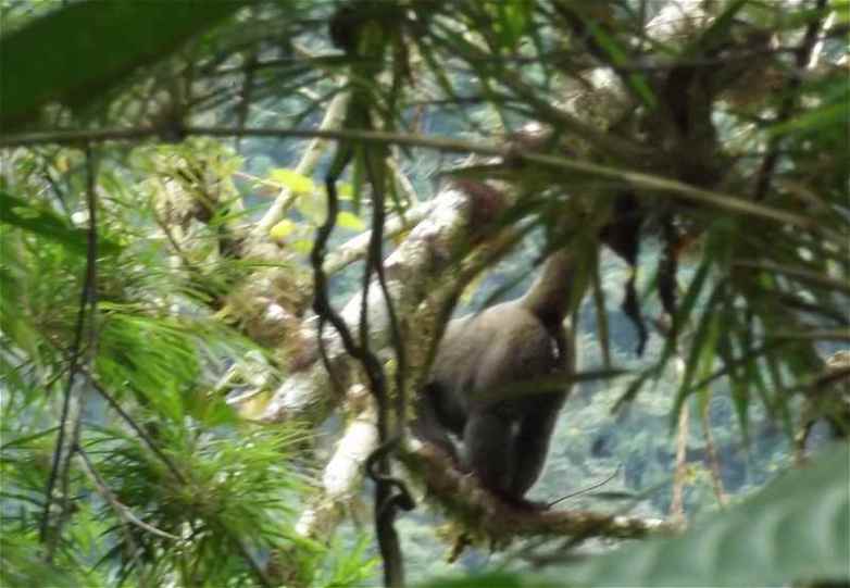 Bild grauer Wollaffe im Urwald Perus (Manu Park)