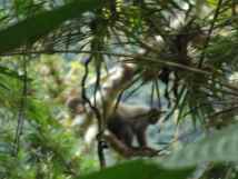 Grauer Wollaffe im Regenwald