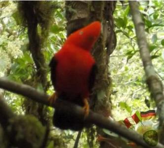 Roter Felsenhahn - Manu Regenwald Peru.
