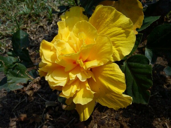DSC01343.jpg Gelbe Blüte yellow image