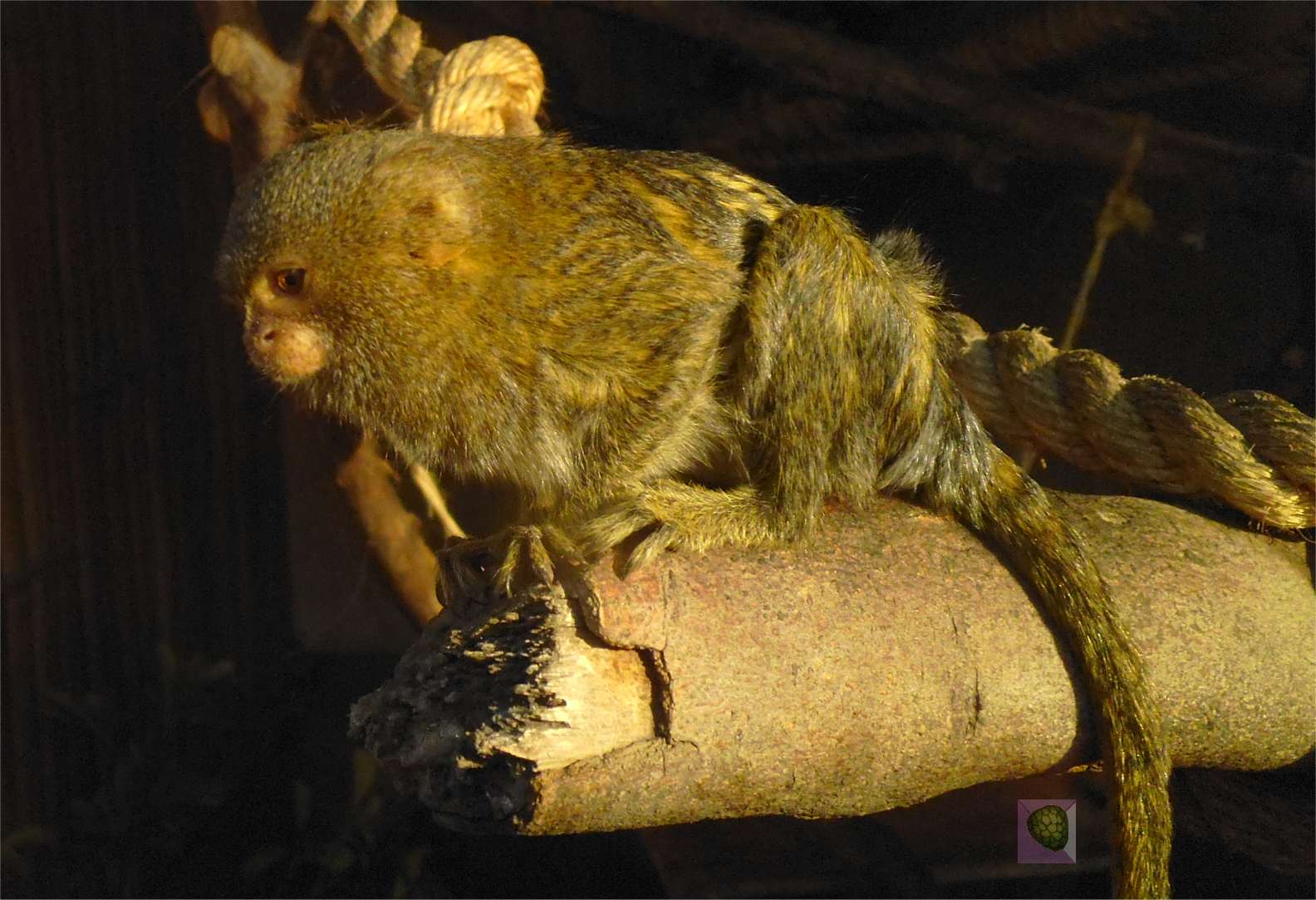 Zwergseidenäffchen im Zoo in LIma
