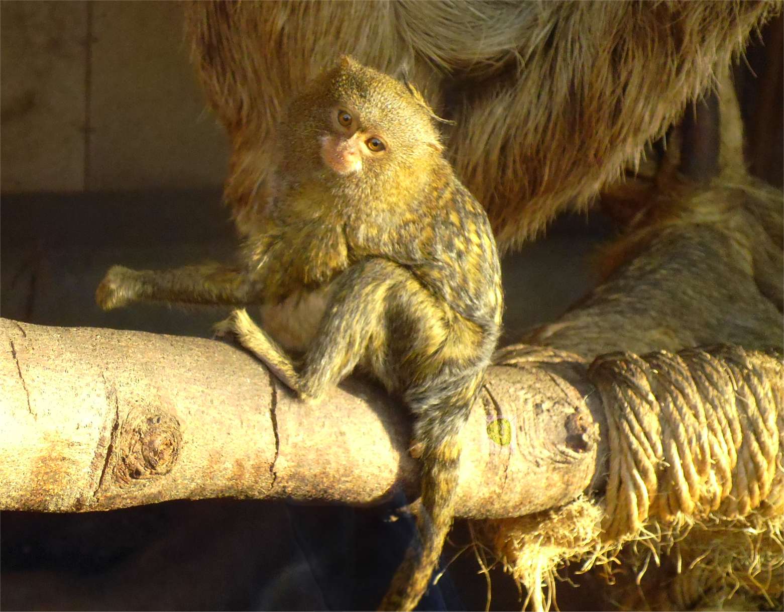 Zwergseidenäffchen, Foto von kleinem Affen.