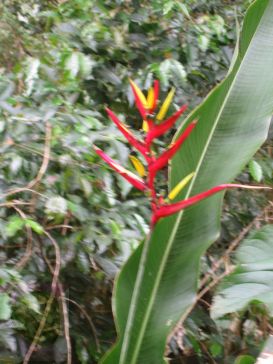 Helicona_Machu-Picchu