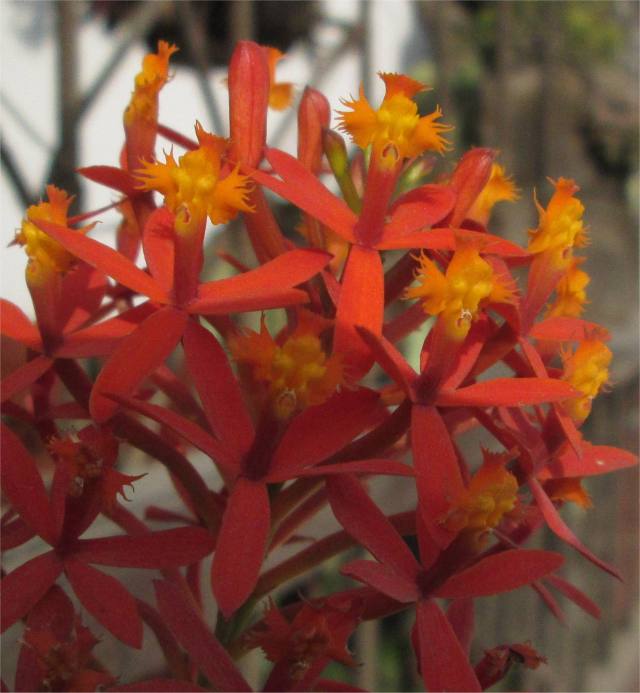 Eine Orchidee  rot-orange blühend in Lima in einer Lage mit etwas mehr Sonne und weniger Luftfeuchtigkeit tagsüber.