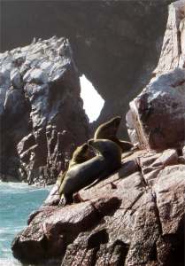 Seelöwen Ballestas Inseln