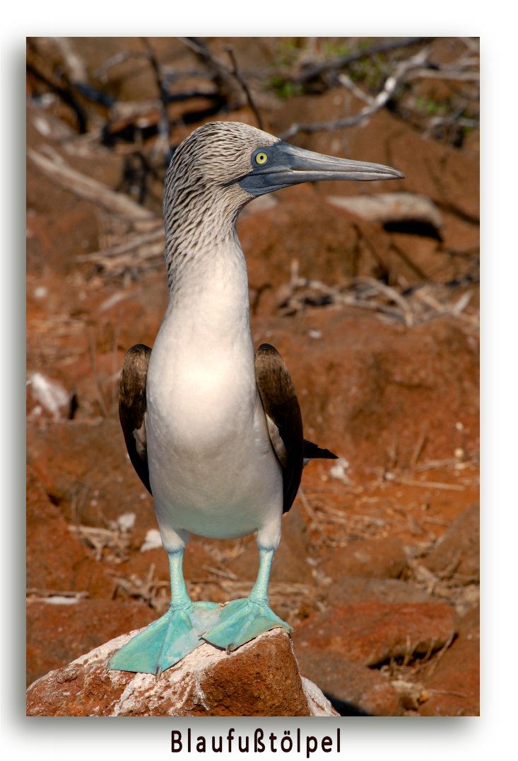 Blaufußtölpel