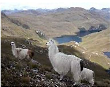 Cajas Nationalpark in Equador