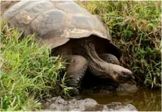 Schildkröte Baltra Galapagos
