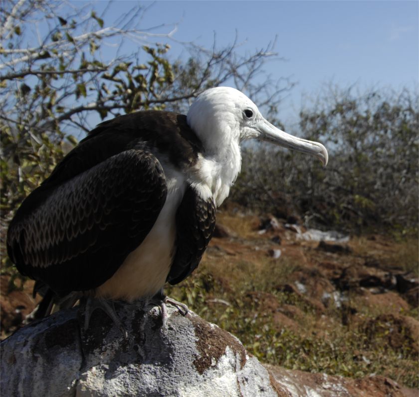 Albatros Galapagos