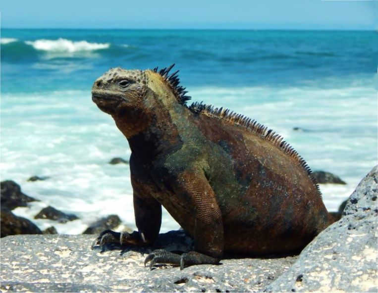 Galapagos Meeresechse