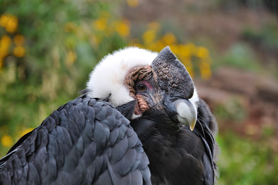 Kondor in Peru