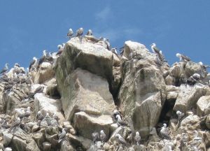 Ballestas Inseln Islas Ballestas Bild10.jpg