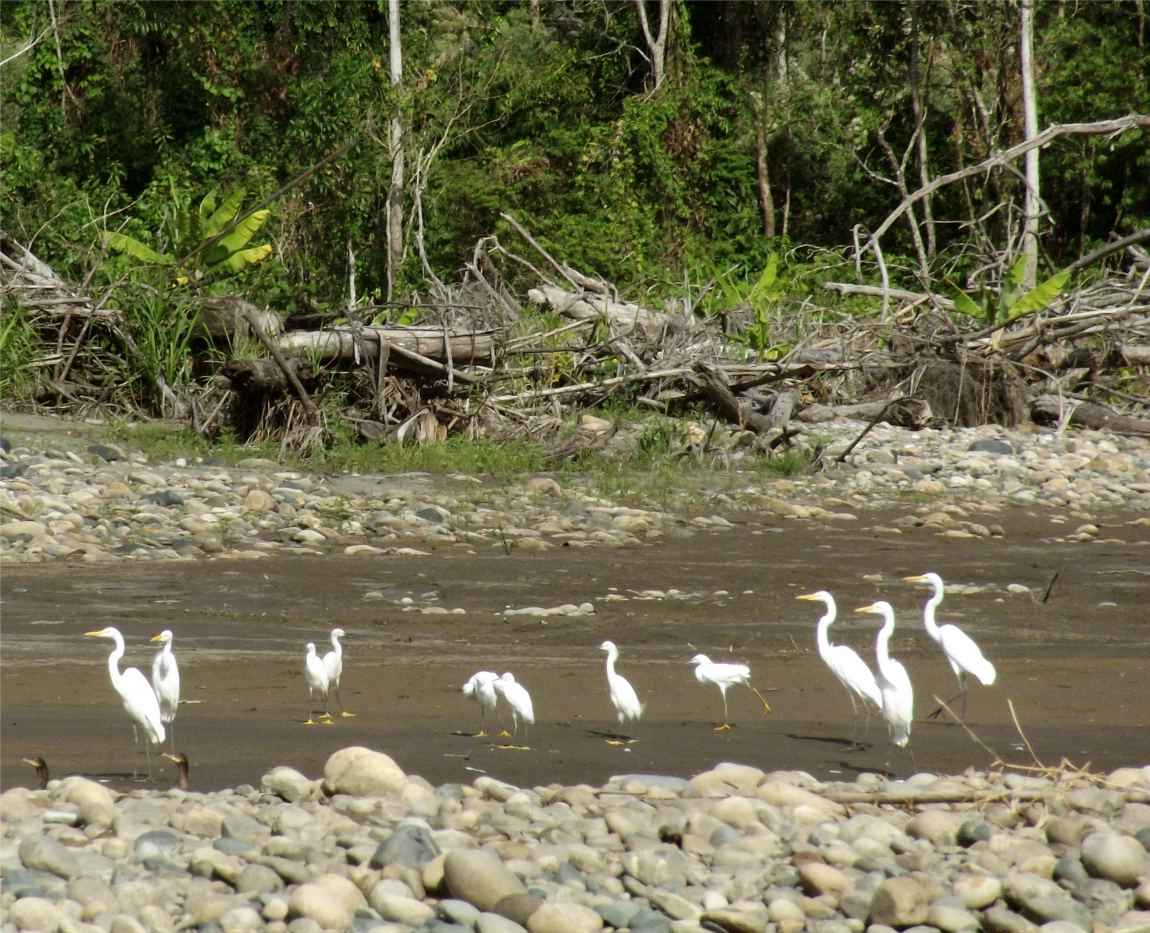 Manu Regenwald  mit Reiher.