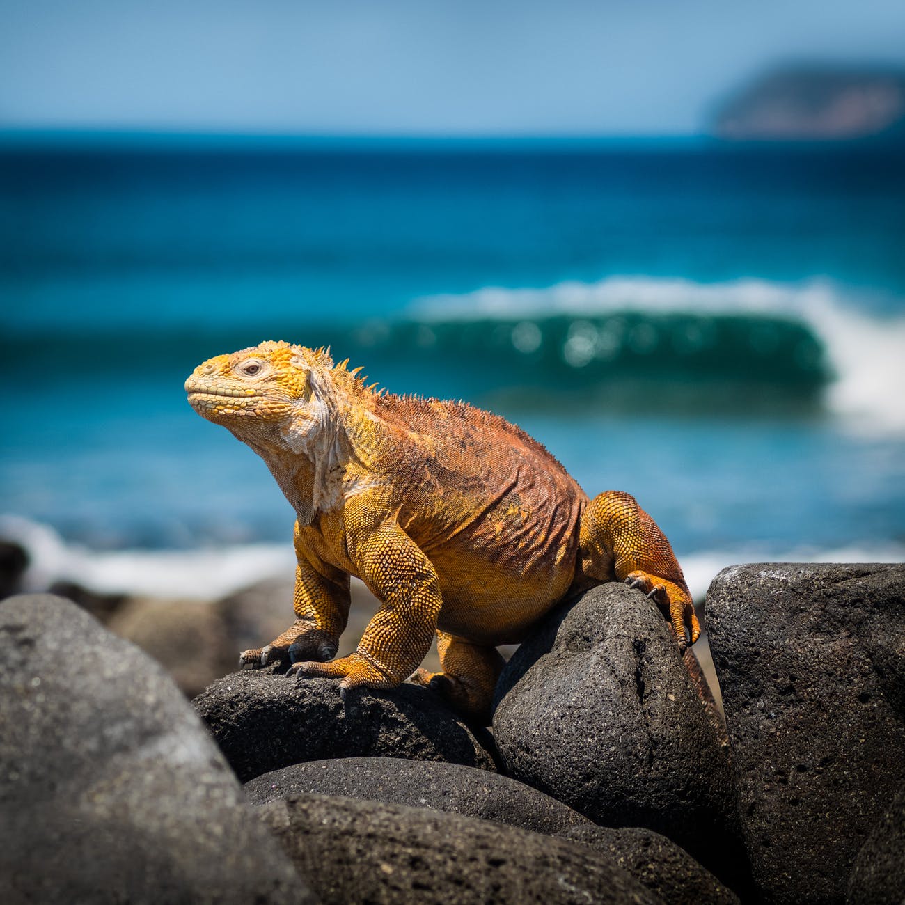 iguana galapagos