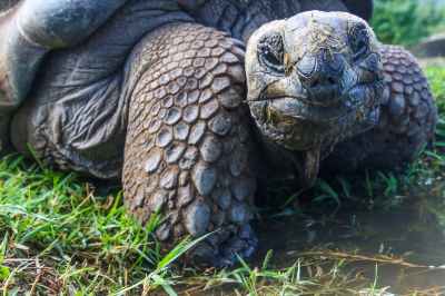closeup photo of galapagos tortoise