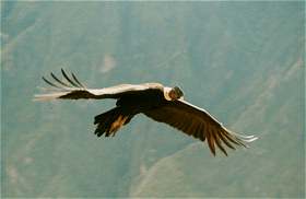 Kondor_Cruz-del-Condor