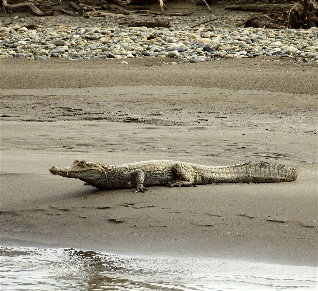 kaiman_alto-madre-de-dios-manu