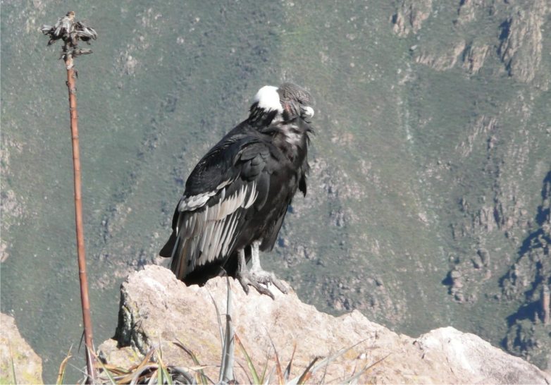 Kondor-im-Colca-Canyon
