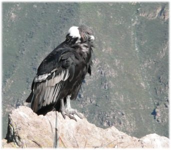 Kondor-im-Colca-Canyon_med