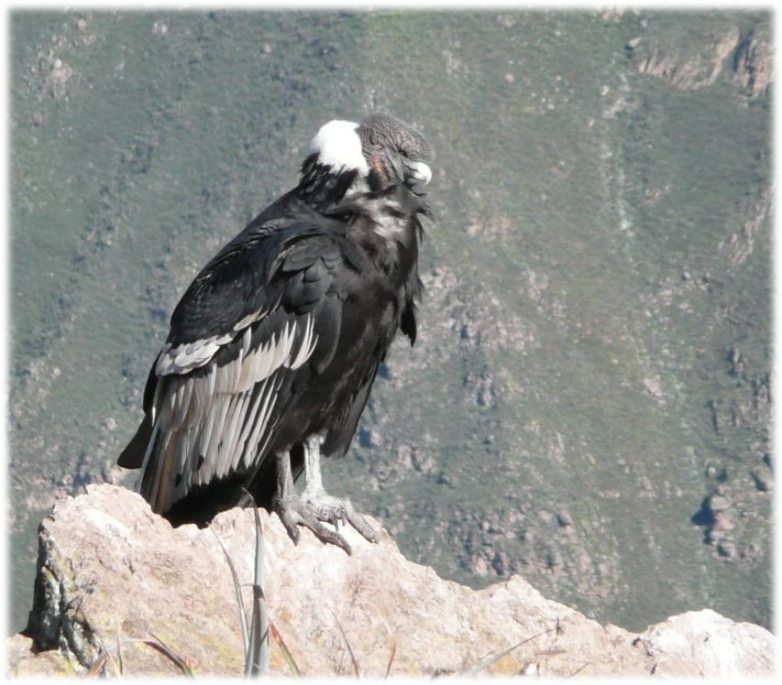 Kondor-im-Colca-Canyon_med
