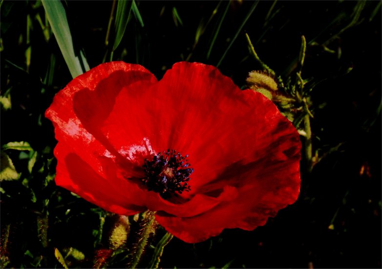 Klatschmohn-3