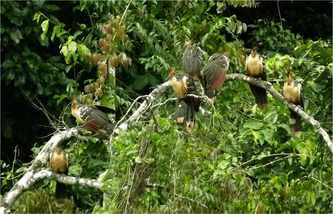 Hoatzin - Manu Regenwald