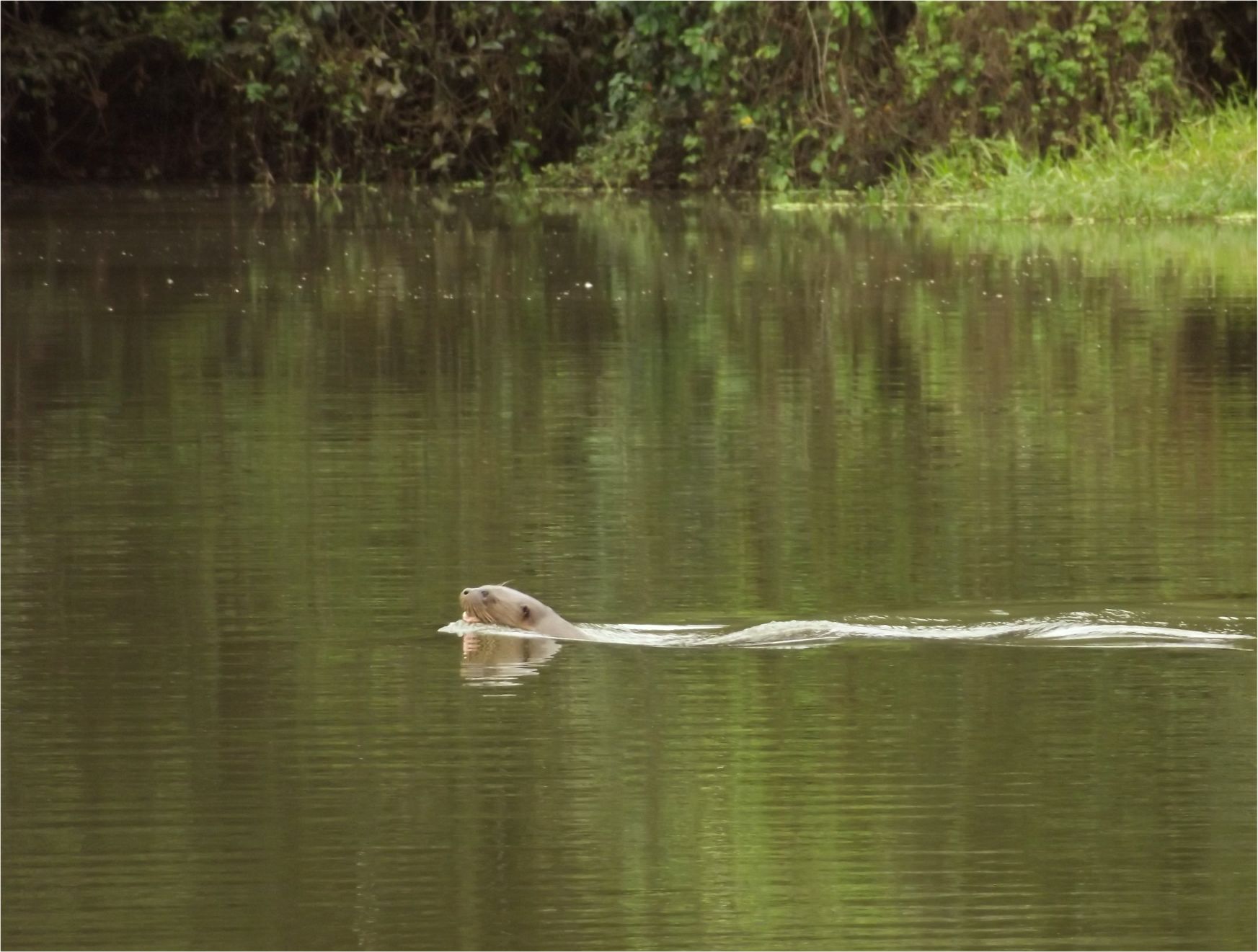 Peru_Regenwald Riesenotter (12)