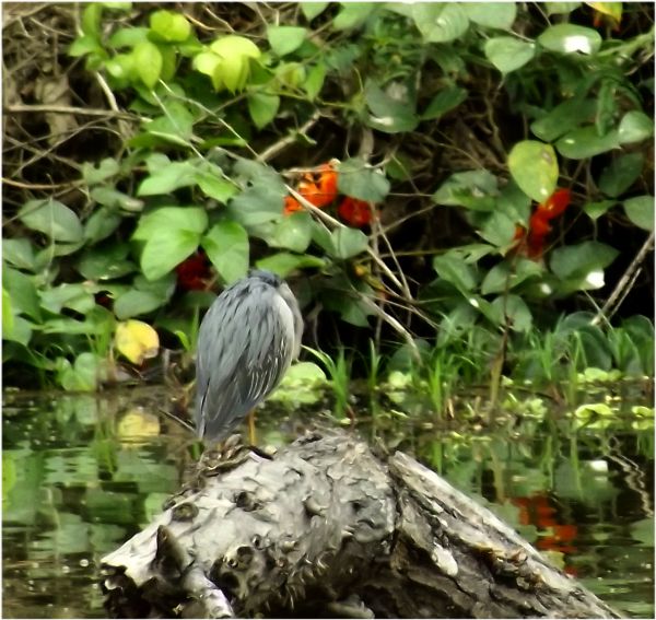 Peru_Regenwald Vogel (11)