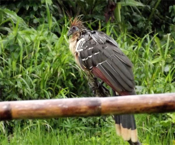 hoatzin