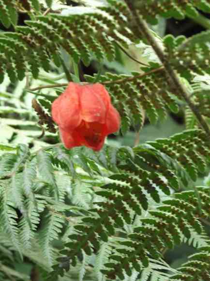 Peru Regenwald Blüte