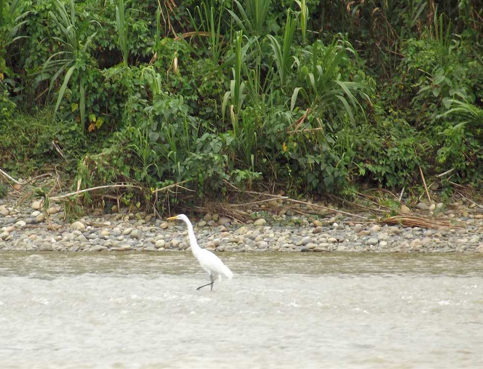 weisser_reiher_suedamerika