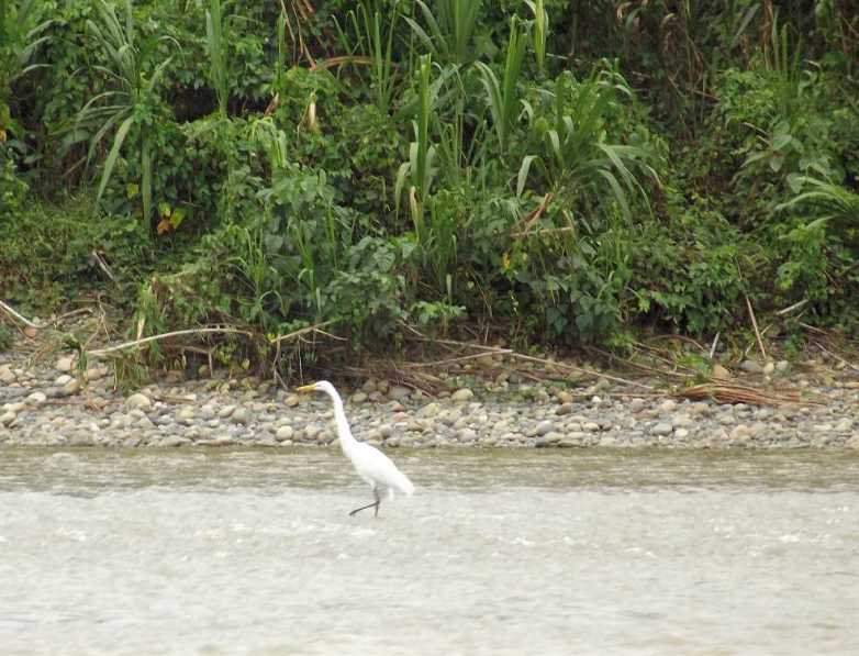 weisser_reiher_suedamerika