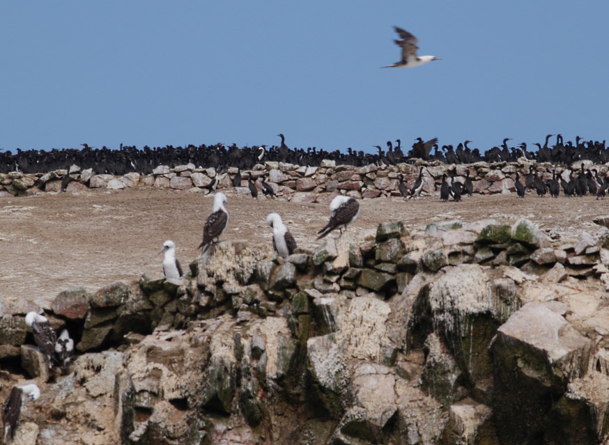 Guanovögel Ballestas Inseln.