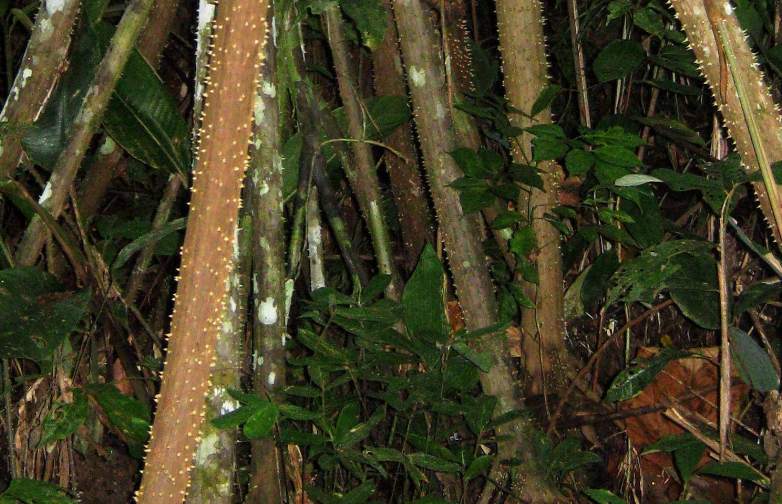 Peru Regenwald Wurzel