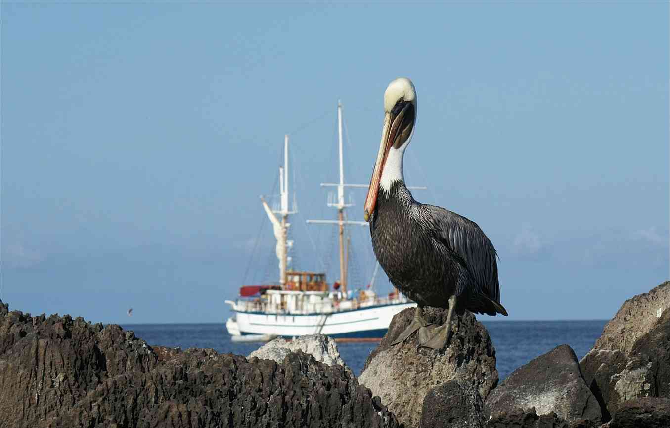 Galapagos Insel - Pelikan - Kreuzfahrtschiff