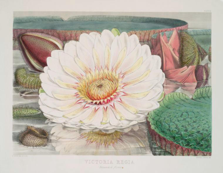 Victoria-Regia