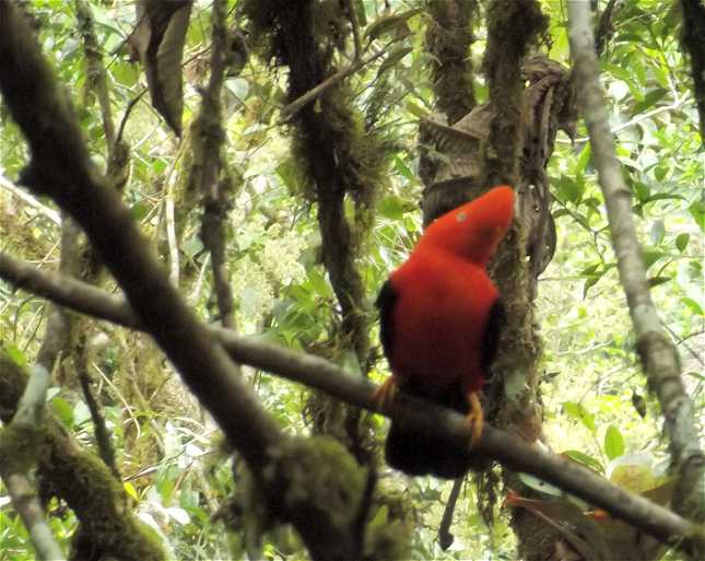 Roter Felsenhahn, Peru.