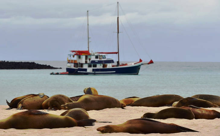 Galapagos Seelöwen und Samba Jacht.