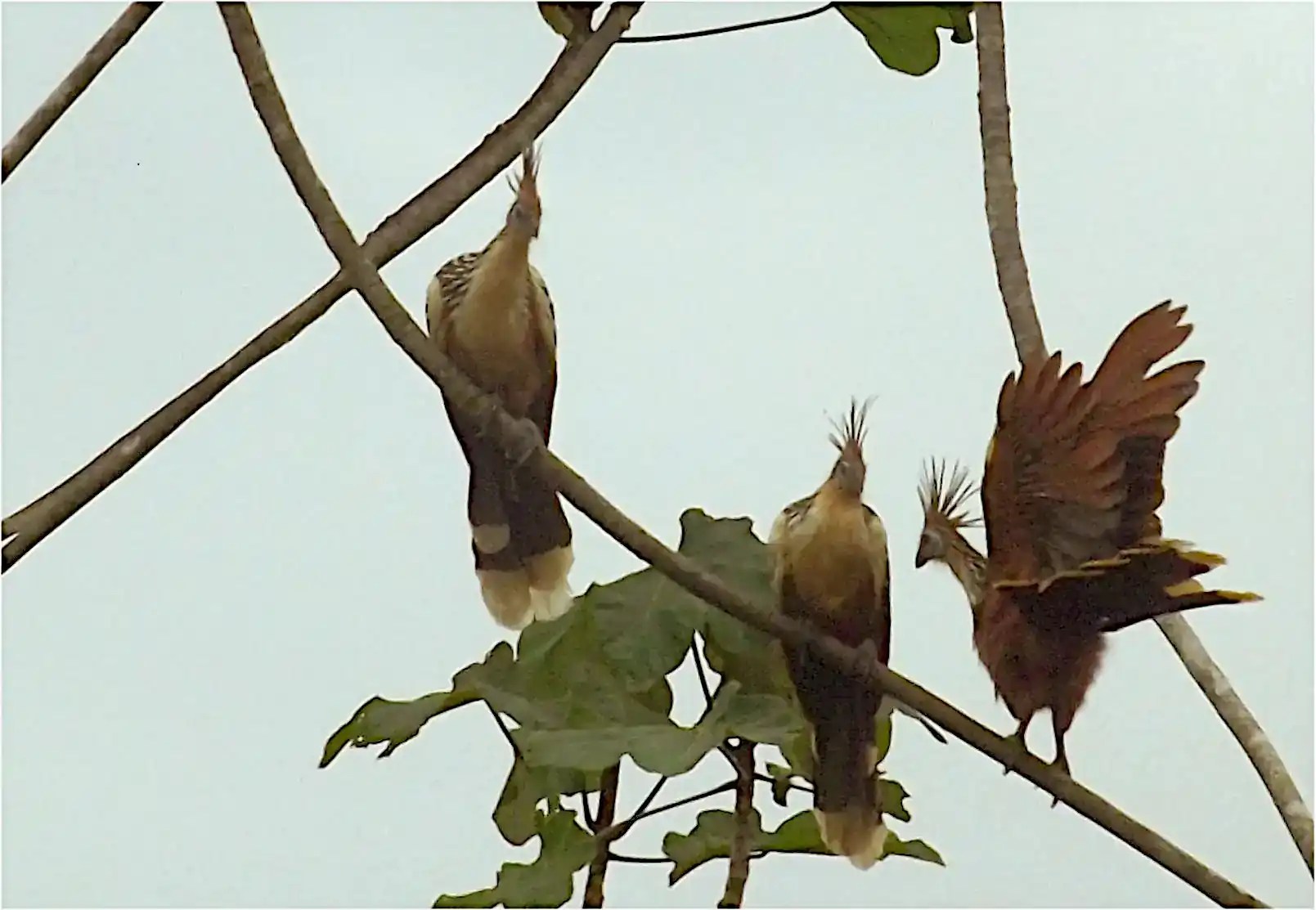 Vogel Hoazin Peru Regenwald.
